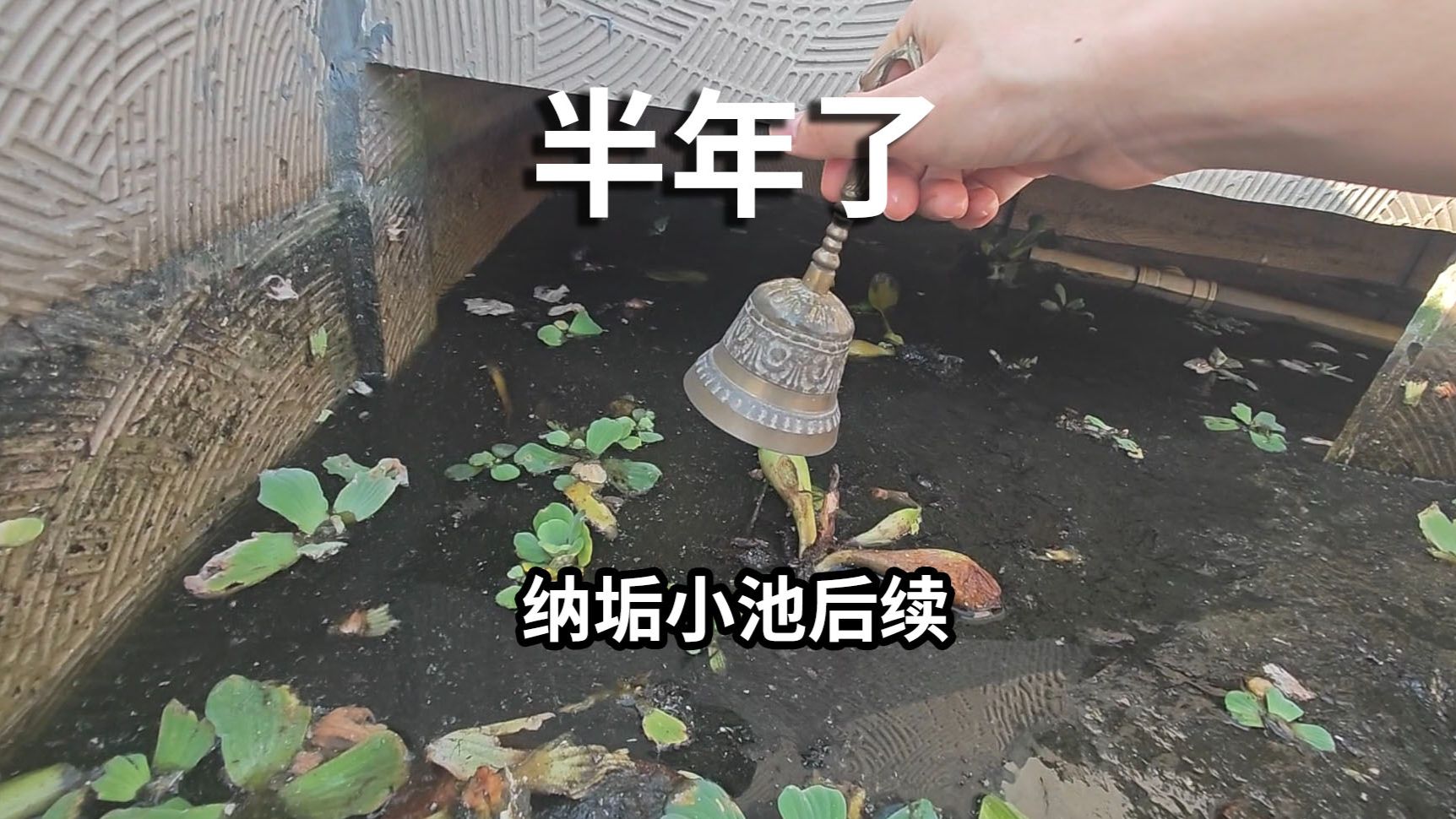 半年没理，纳垢小池还有活着的生物吗？出双生龙了