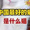 中国最好的猫，完爆所有的品种猫