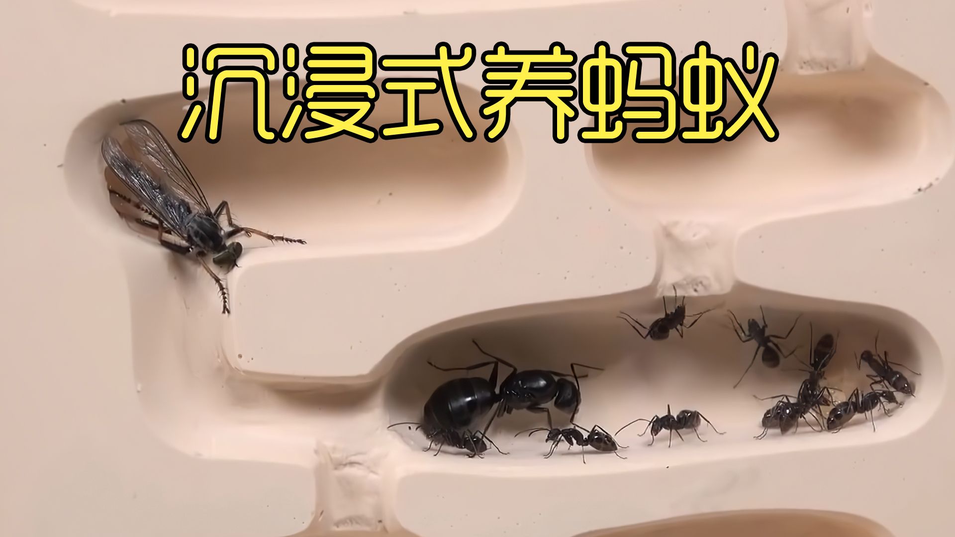 沉浸式养蚂蚁，野外抓的蚁后养了3个月，想让它们搬家太难了