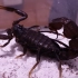 【蝎子】双色杀人蝎（Androctonus bicolor）展示