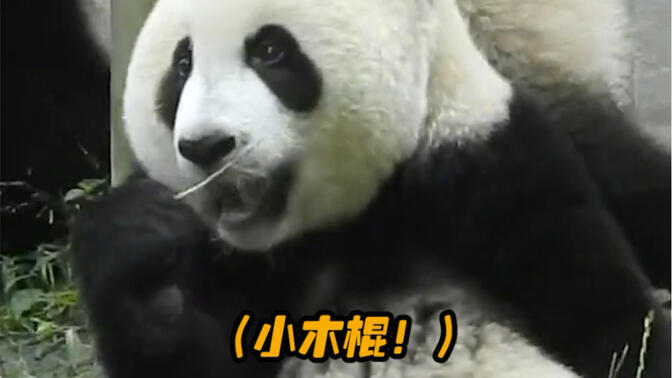 找到了一些大熊猫会用工具的证明