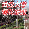 Come on！武汉大学樱花绽放！快来一起粉春天吧