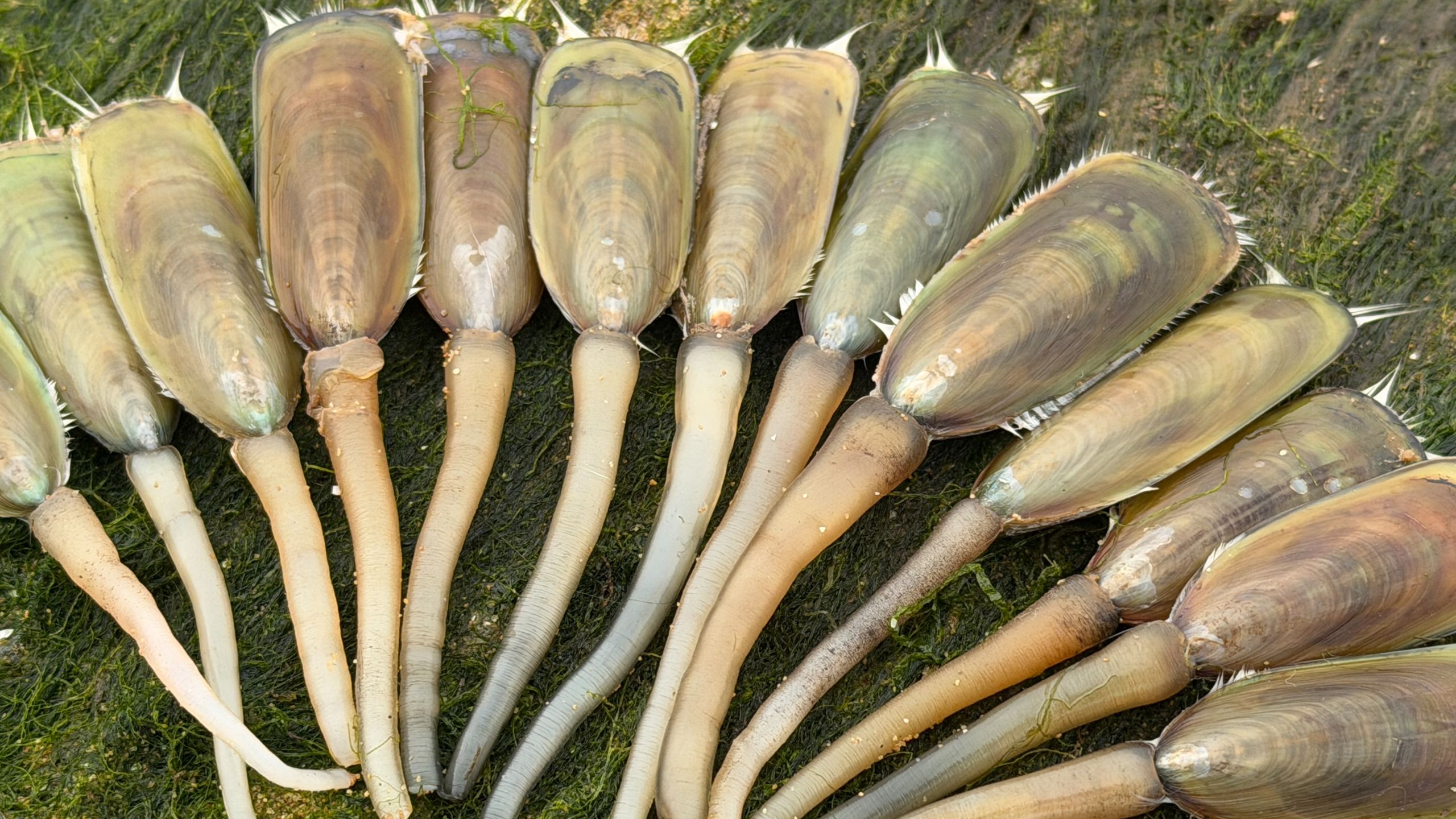 大庆赶海，退潮后遇见一片海豆芽藏在沙子中，还带着小尾巴