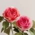 【折纸教程】奥斯丁玫瑰