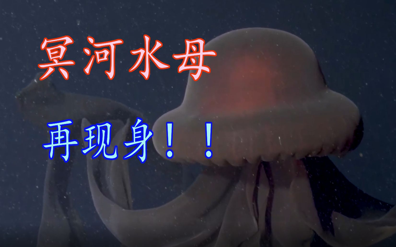 罕见深海幽魅再现身！冥河水母最新影像记录！【兰熊的科普时间】