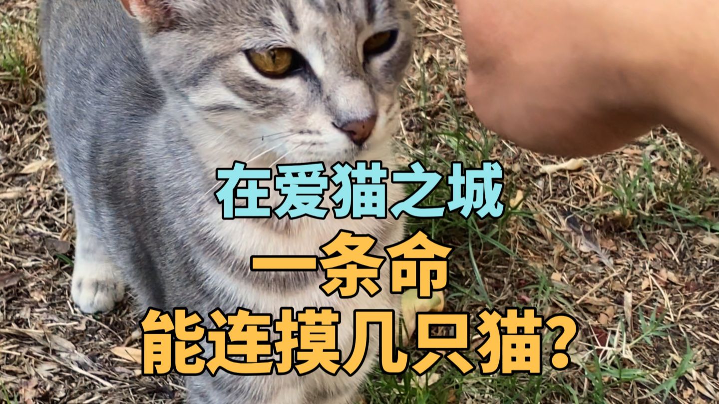 手一下就自动激活了猫薄荷buff