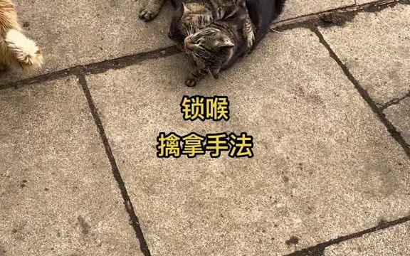 狸花猫真的不好惹