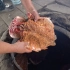 新疆美食馕坑烤鱼，100元/条池塘活鱼自己挑，抹蒜泥柴火烤制太入味了
