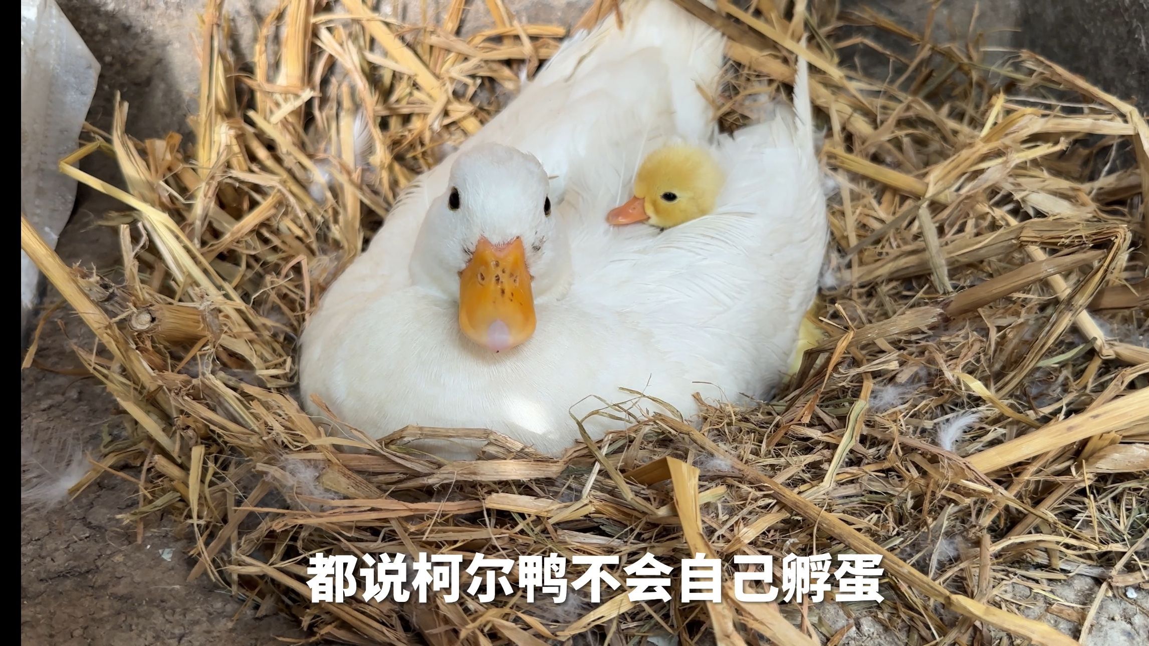 柯尔鸭自己孵化的小鸭子出生啦