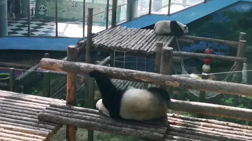 【大熊猫妙音】真是个小机灵鬼