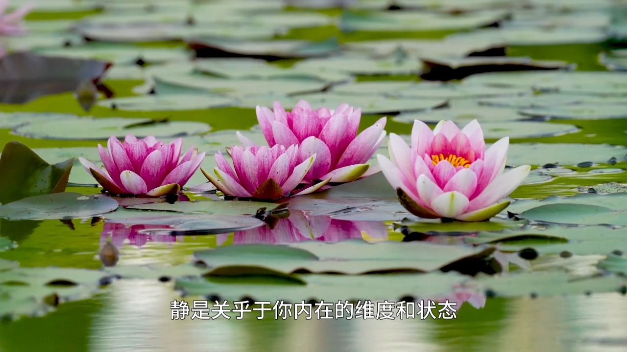 什么才是真正的冥想？大部分人连前奏都没有做对！从零开始的完整冥想教学！