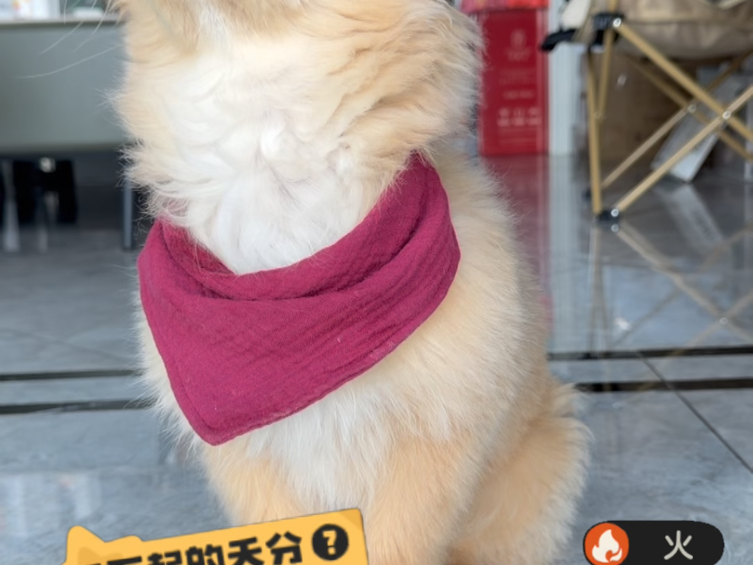想成为我的护主犬吗