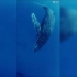 深海鲸鱼的悲鸣