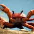 【4K】Noisestorm - Crab Rave 螃蟹狂欢