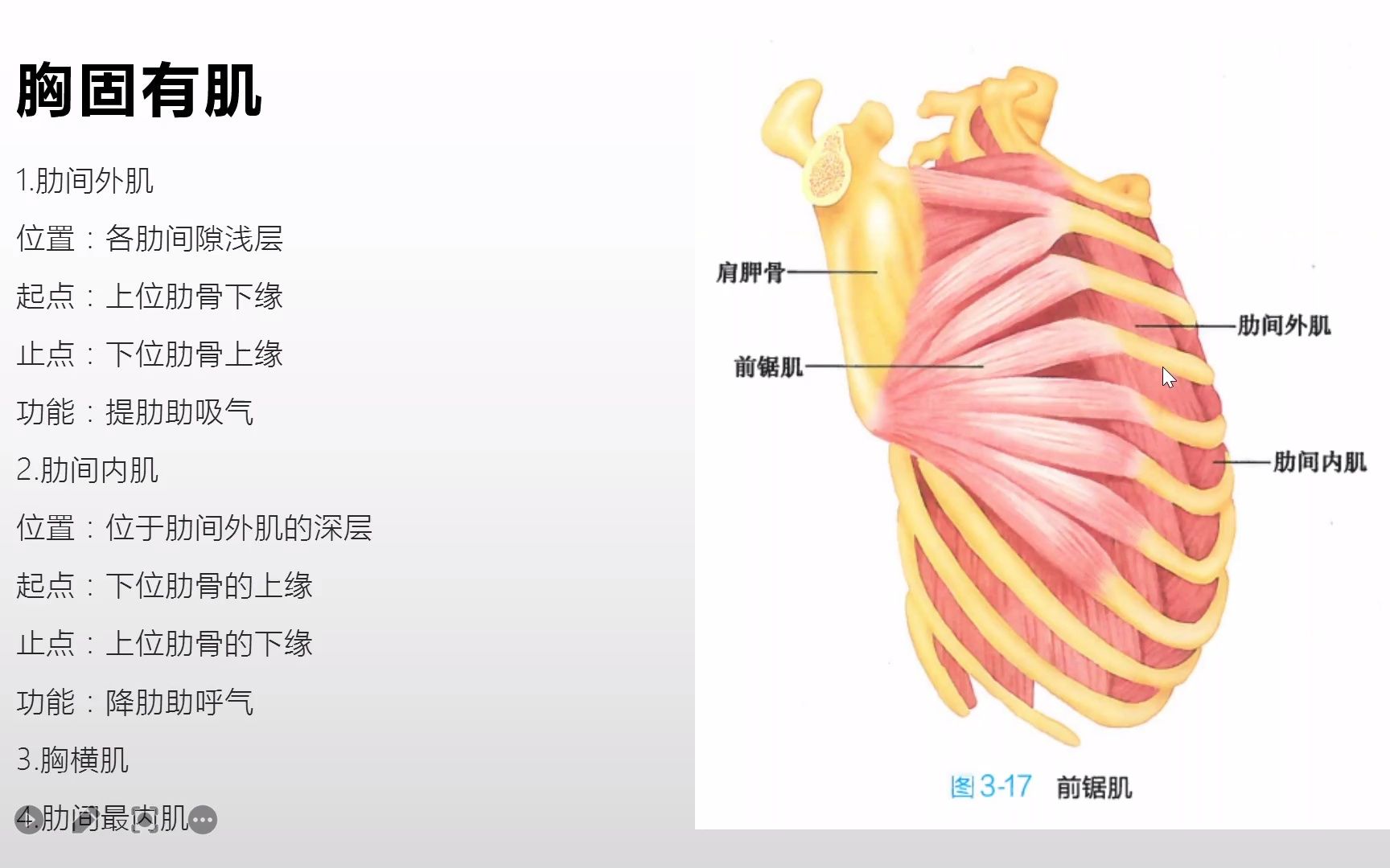 活动作品系统解剖学躯干肌之胸肌的胸固有肌和膈肌
