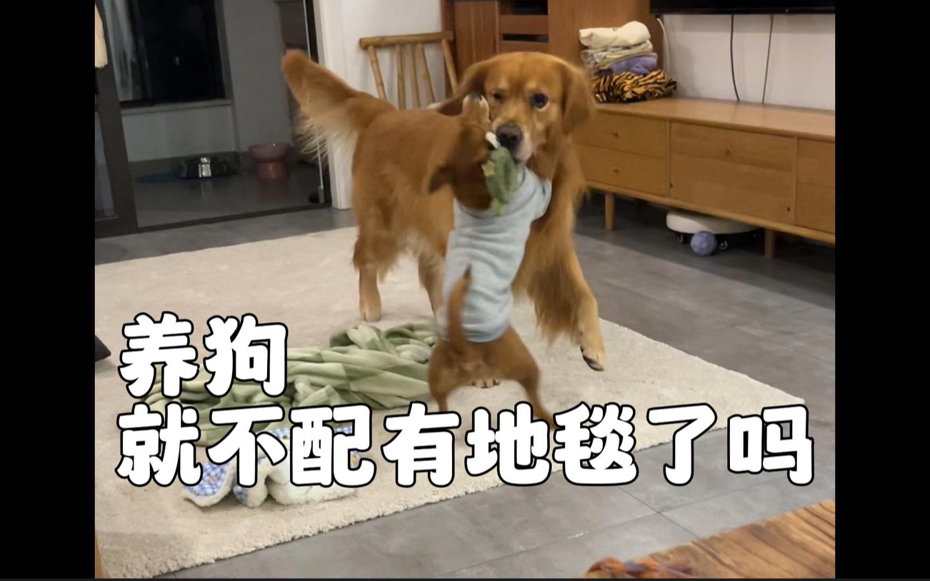 肿么讲？我们养狗的就不配拥有一张温暖的地毯了吗