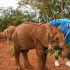 【王俊凯】 王俊凯去非洲吃火锅，做英文演讲，还认领了两头小象