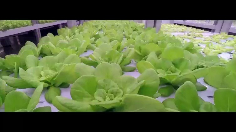 字幕下载