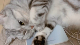 猫的英文怎么写呀 fde009ed8f46ea951823c7873196f6cc901c7302.jpg@280w_158h_1c_100q.jpg