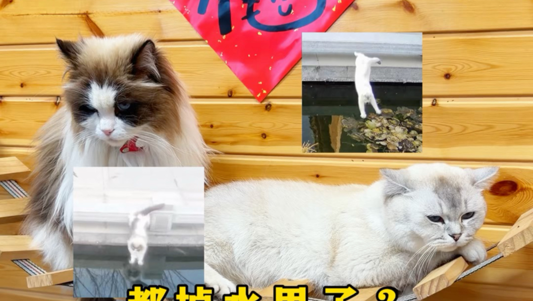 为了追白鹭，木木居然跳水池里了…
