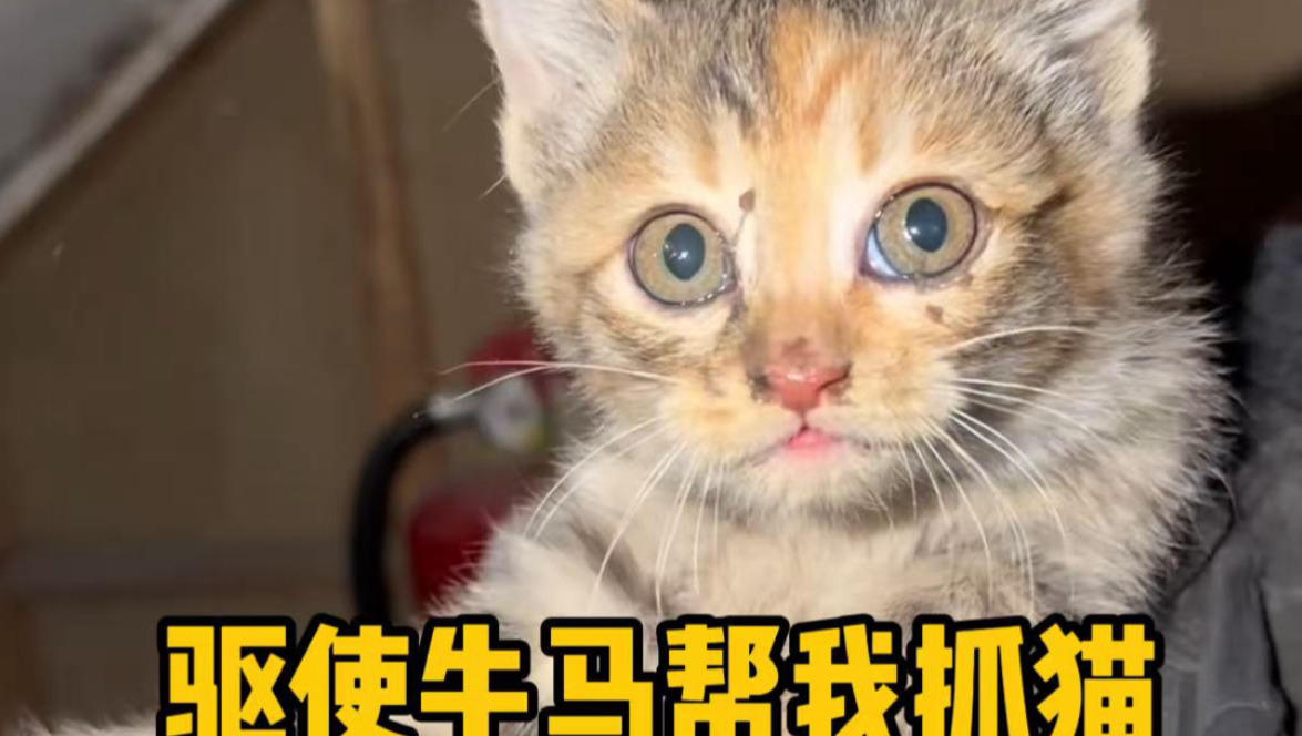 驱使牛马帮我抓猫