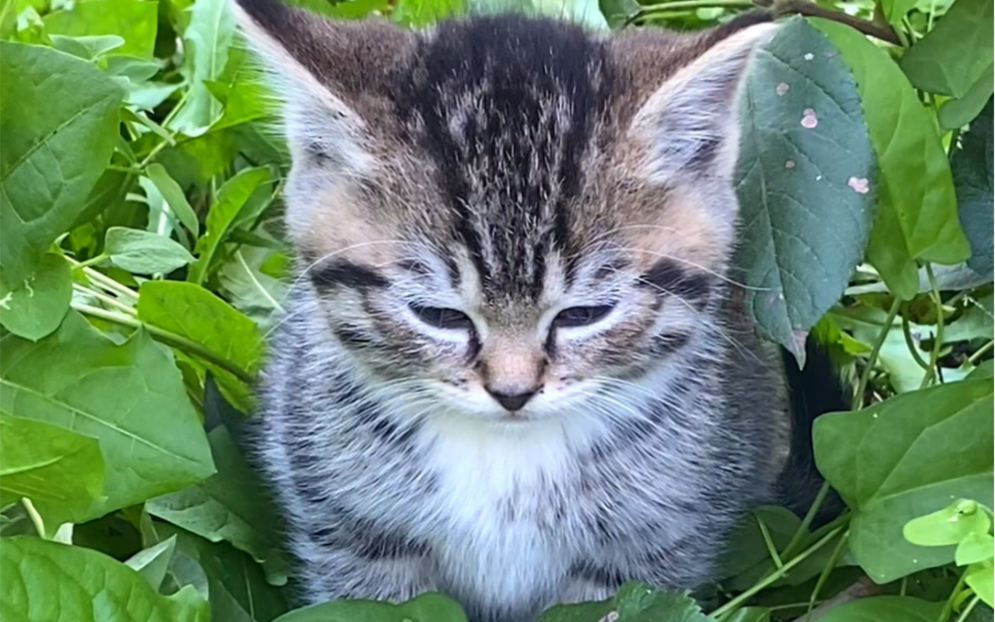 笑死！站草丛里睡觉的猫崽汁把我当妈，睡醒就扑过来！
