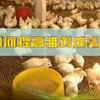 如何提高雏鸡成活率