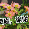 酢浆草小教训，没发芽默认是活着别乱折腾它
