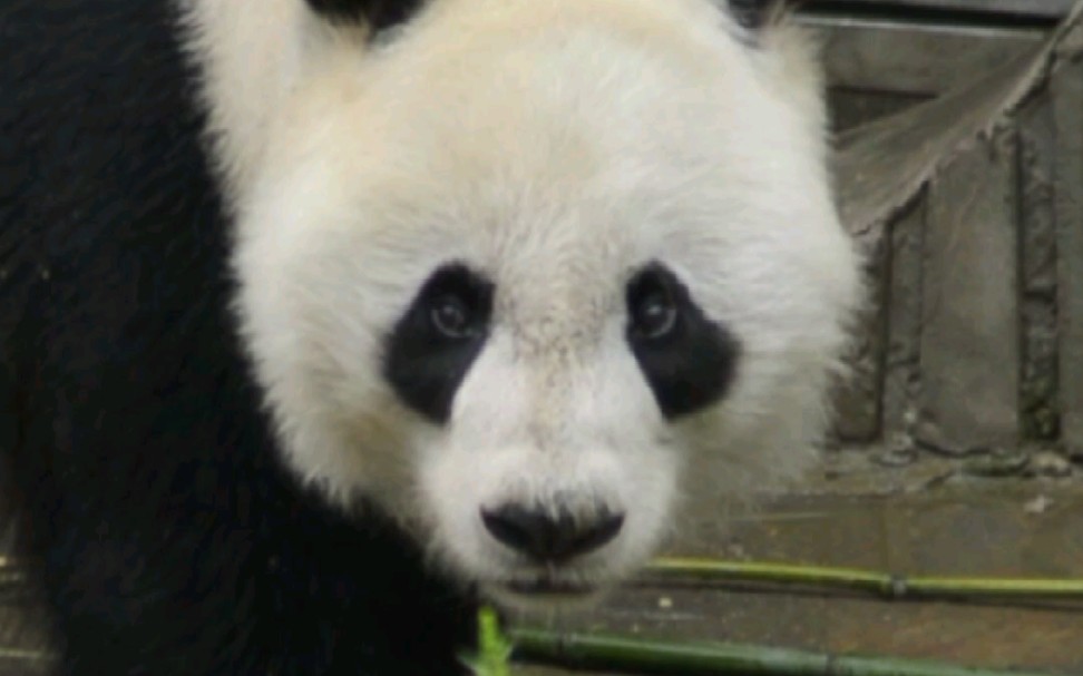 熊猫听懂游客的话，转头盯着！