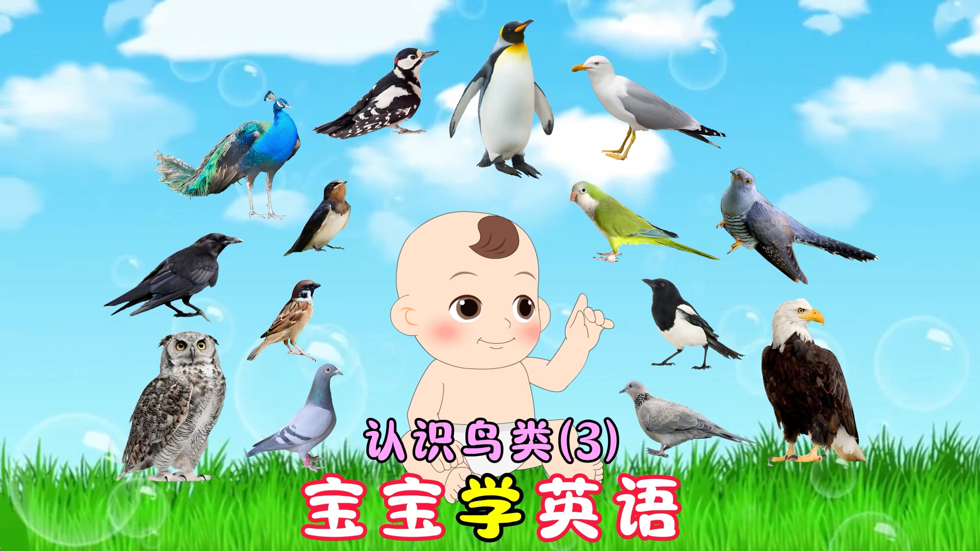 （3/3）适合1～3岁，认识常见的20种鸟类英语，中英结合美式发音