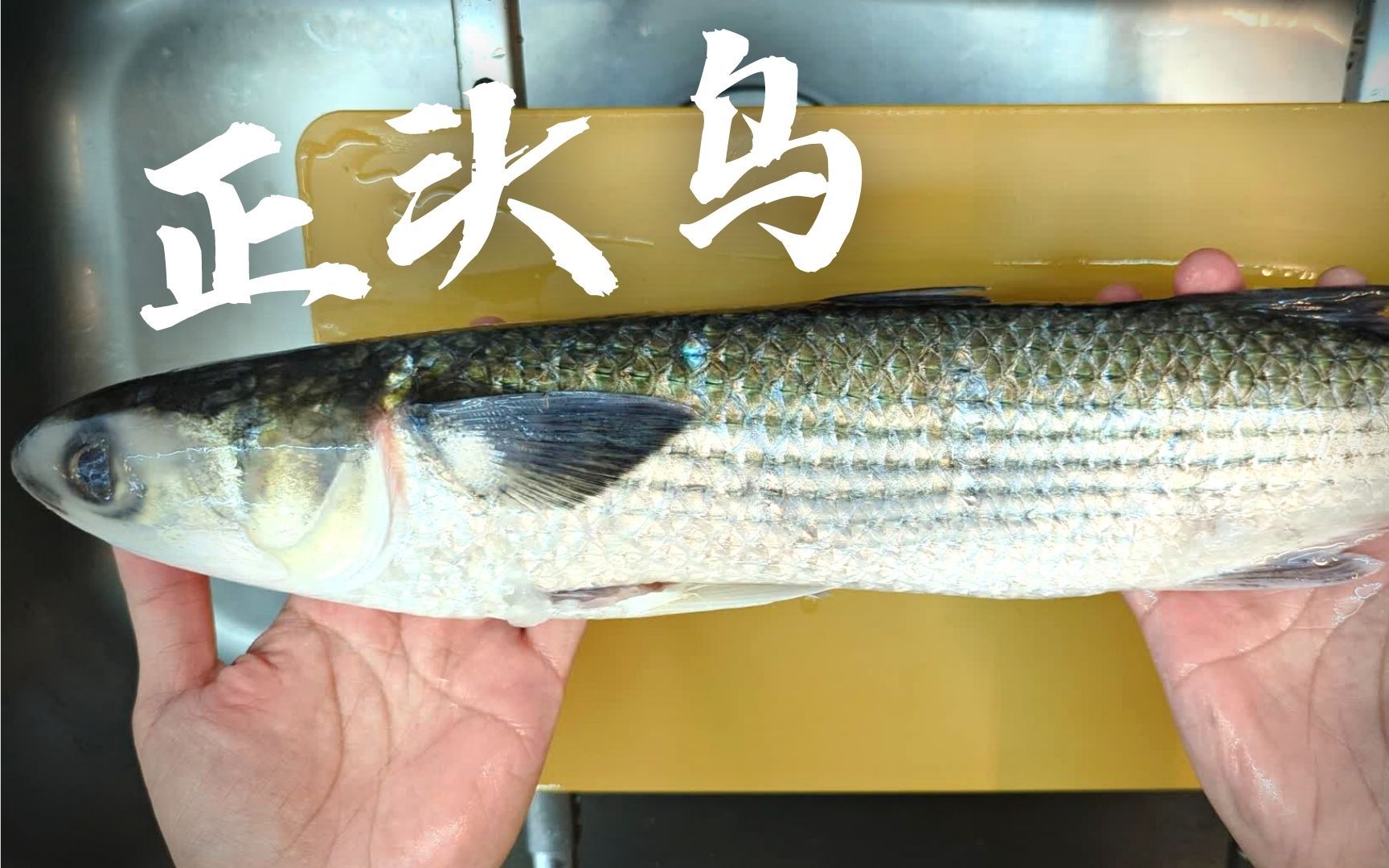 乌鲻鱼-名特食品图谱-图片