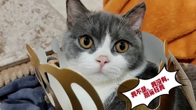 fe6461a9d6abb99b30bec901aa8a4653e4d3bb61.jpg@280w_158h_1c_100q.jpg