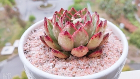 多肉种植教学视频直播 fe64b1f85e268f5c5252aa4f8dcafec9d83d85c4.jpg@280w_158h_1c_100q.jpg