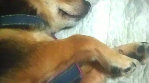 怎么教狗狗不动 fe6922650a43ca750dd45f679e8630a36d33b0ca.jpg@480w_270h_1c