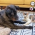 猫狗友谊的真相，当面：狗哥爱猫弟，背后：一口一个小奶猫
