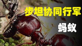 fe82647602f3f2d8f53d1bc899f5d59e236c3151.jpg@336w_190h_1c.jpg