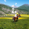 去什么那拉堤，来巩乃斯吧！没有门票可以自驾进景区，景色也很美