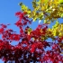 空镜头视频 秋季红叶黄叶蓝天 素材分享