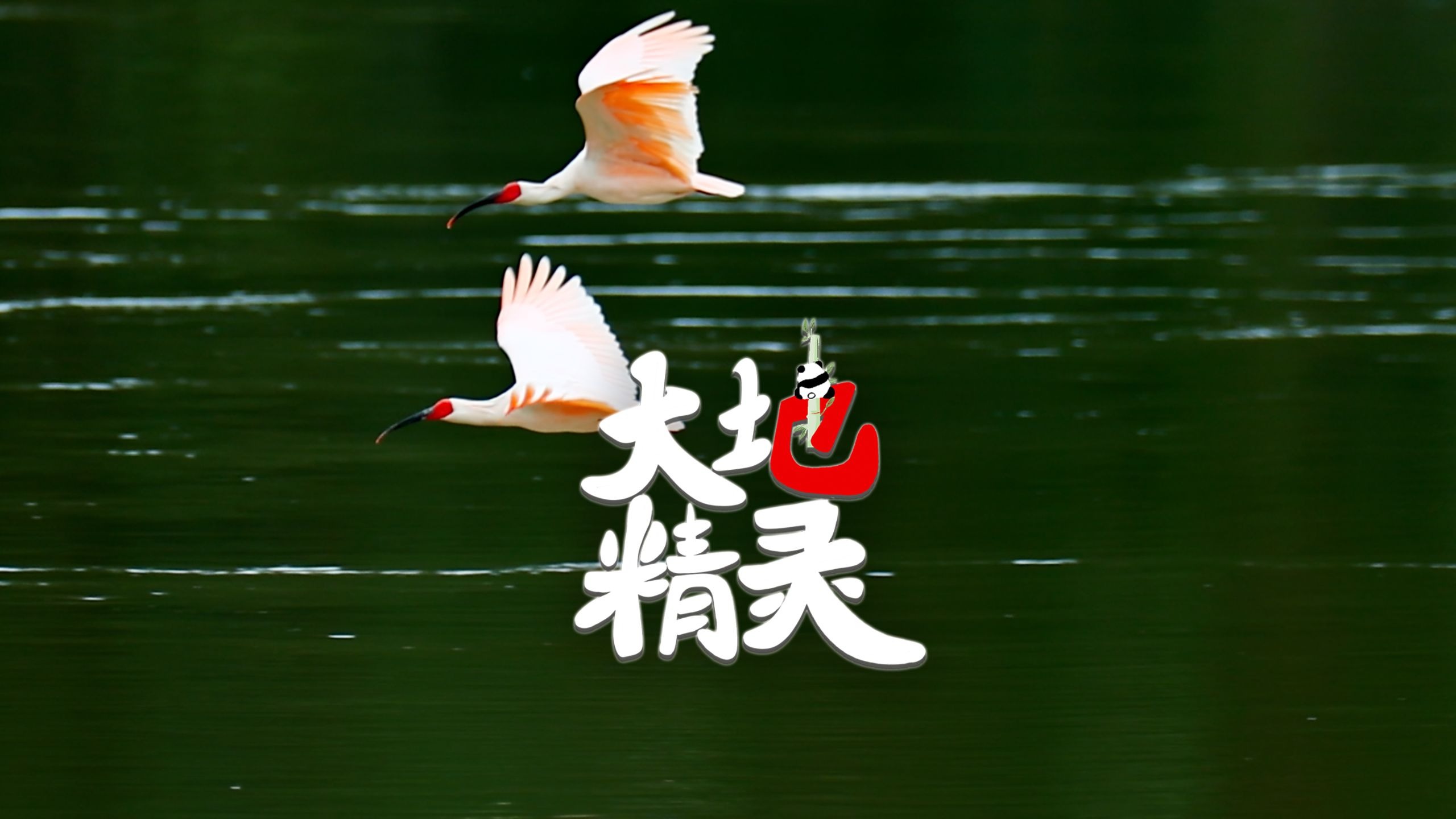 从历史深处飞回的吉祥之鸟！