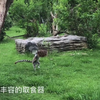 狐猴岛环尾狐猴饲喂讲解&展馆丰容_上海动物园