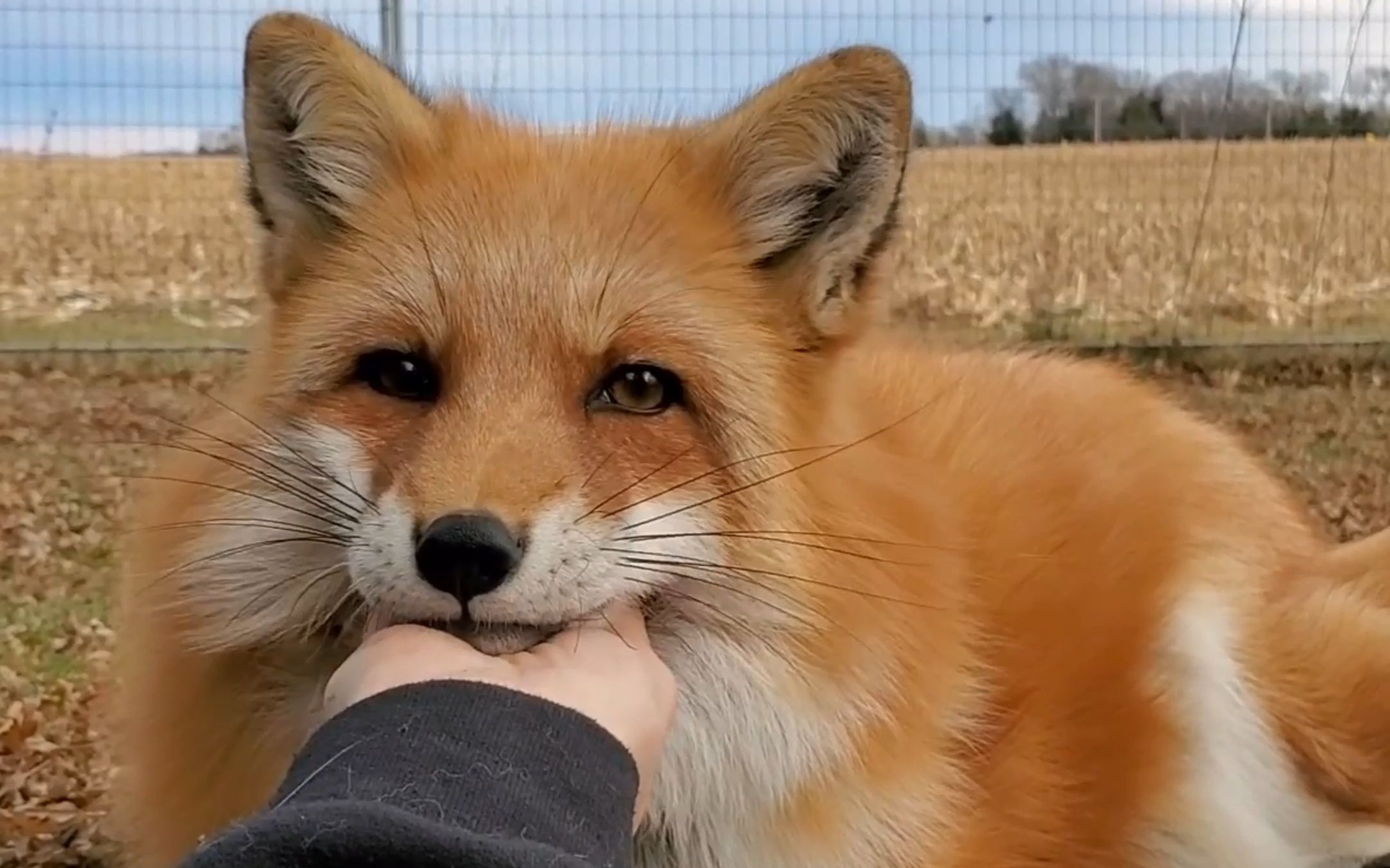 赤狐，是一只会魅惑你的小可爱。