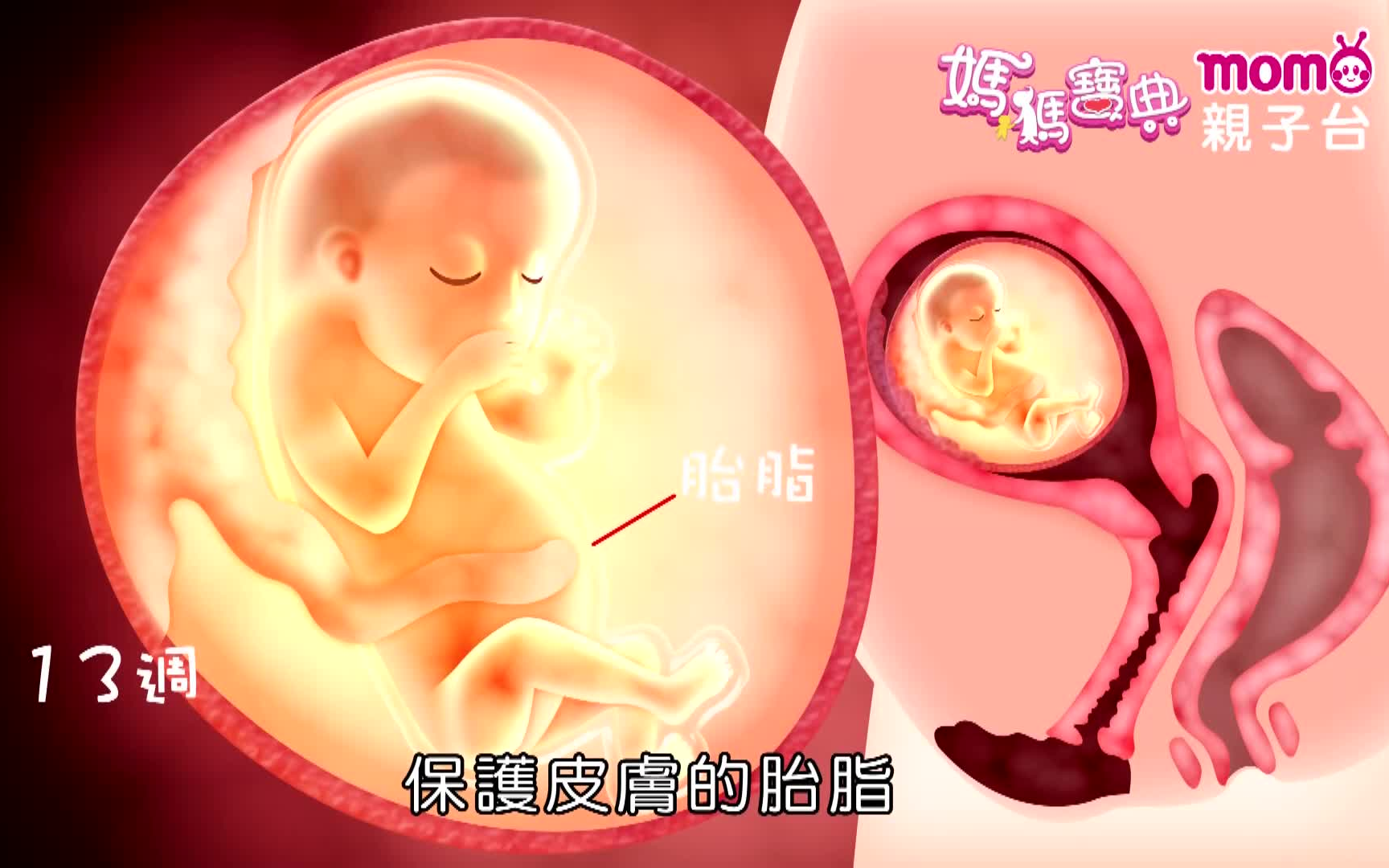 【妈妈宝典】13-27周胎儿发育动画