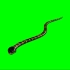 绿幕抠像爬行的蟒蛇视频素材