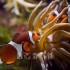 2小时海底世界小丑鱼和珊瑚水族馆LED大屏保程序4K超高清视频素材