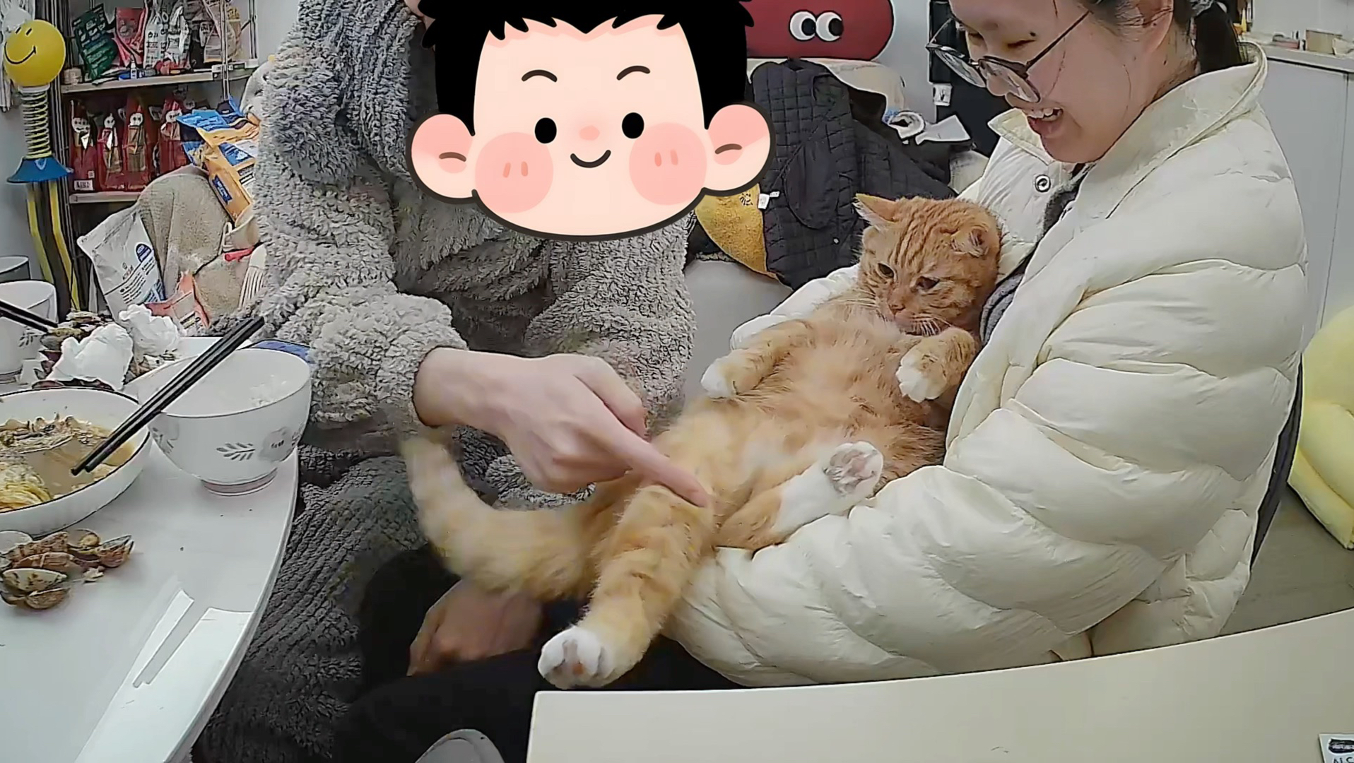 小猫的膝跳反应也太可爱了 哈哈哈