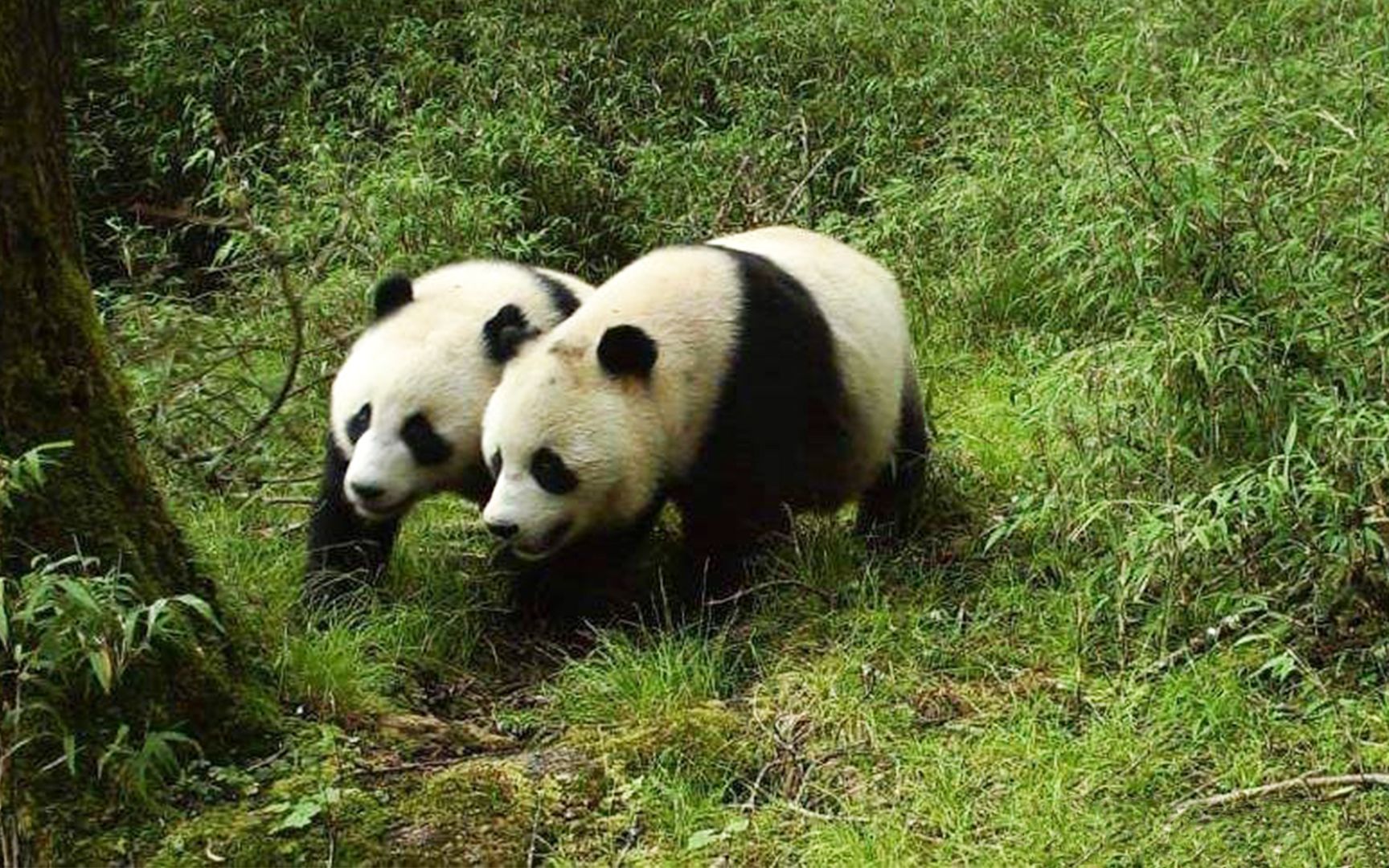 双倍可爱！全球首次拍到野生大熊猫亚成体双胞胎