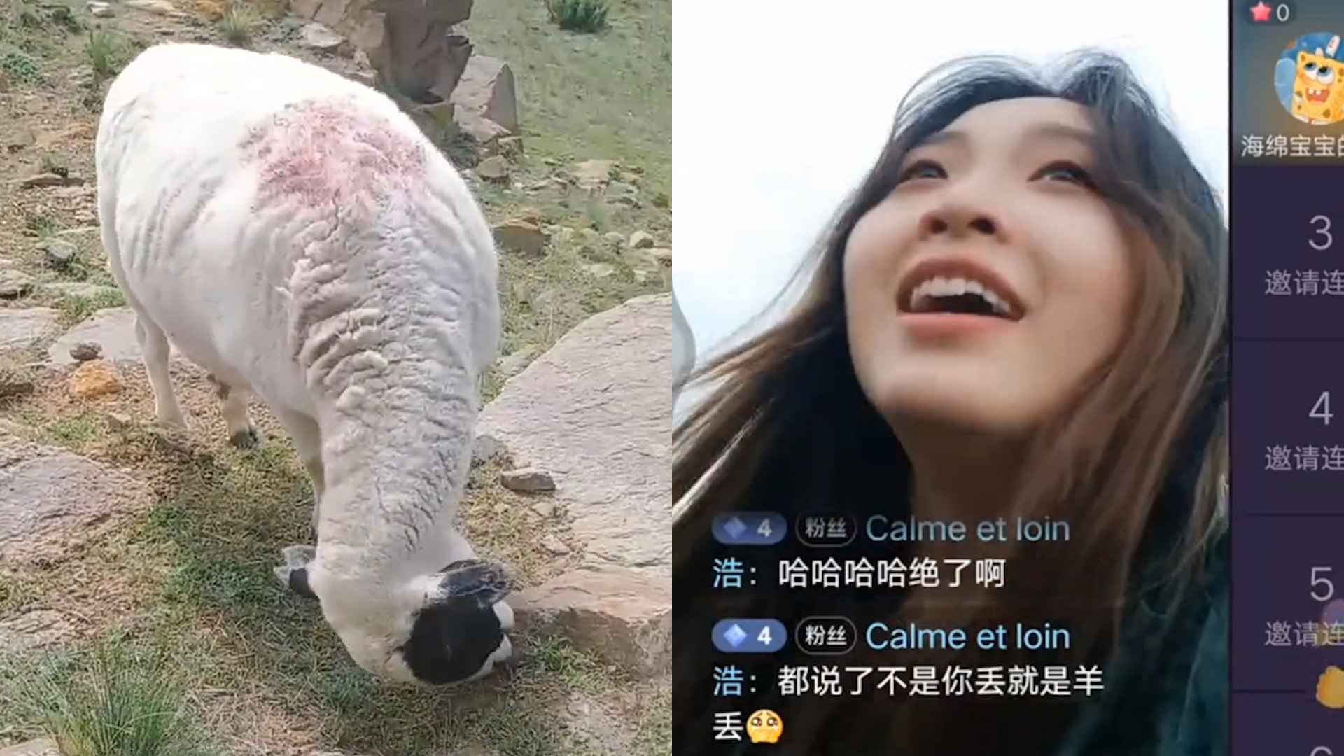笑不活了！女大学生暑假帮爸爸放羊，结果把自己和羊一起放丢了
