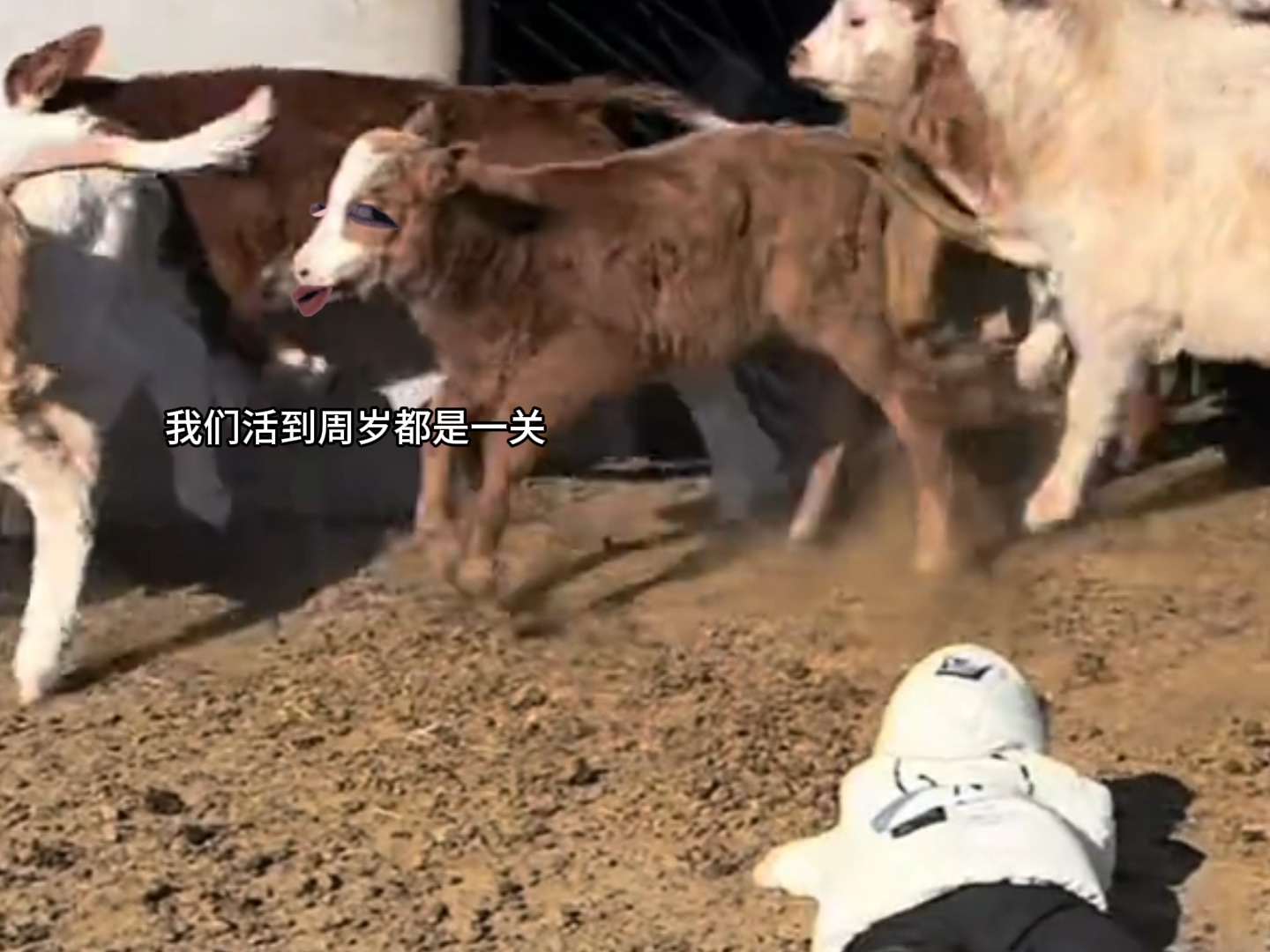 牛：他自罚的噢，跟我们没关系！