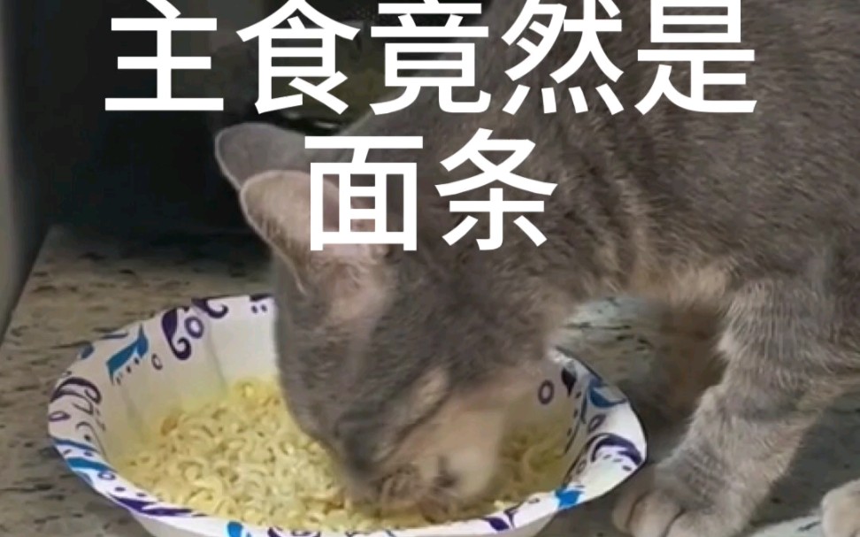 猫咪最爱的主食,竟然是面条……哔哩哔哩bilibili