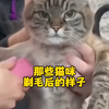 那些猫咪剃毛后的样子，来看看哪个最搞笑